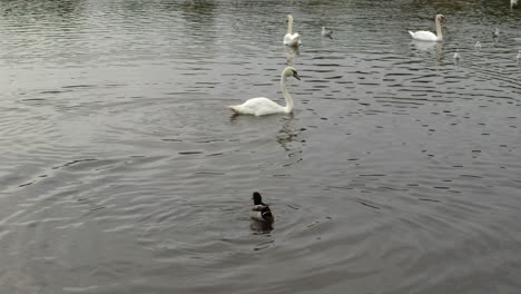 Enten-Und-Schwäne-Schwimmen-Im-Wasser