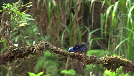 Ein-Wunderschöner-Hellblauer-Kopf-Und-Ein-Aufgeblähter-Männlicher-Rotbeiniger-Honeycreeper,-Der-Auf-Einem-Baumzweig-Thront-Und-Dann-Wegfliegt---Weitschuss