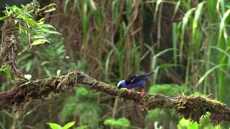 una hermosa cabeza azul brillante y un macho de panza de patas rojas encaramado en una rama de árbol y luego volando lejos - plano general