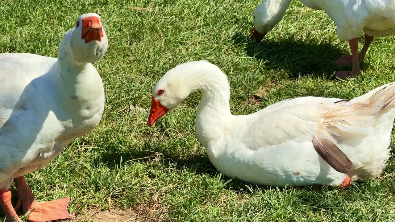 Oche bianche sull'erba verde in un ambiente di fattoria rurale
