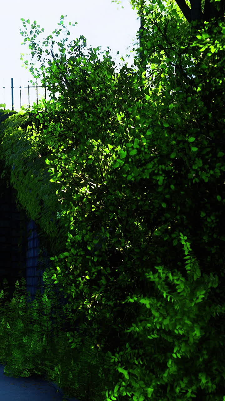 Piante verdi crescono accanto a un muro di pietra sotto il sole splendente in un giardino.