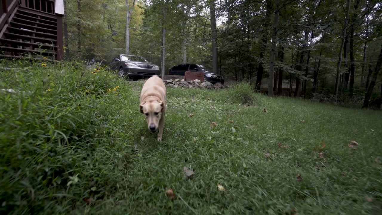 Dog running in the grass