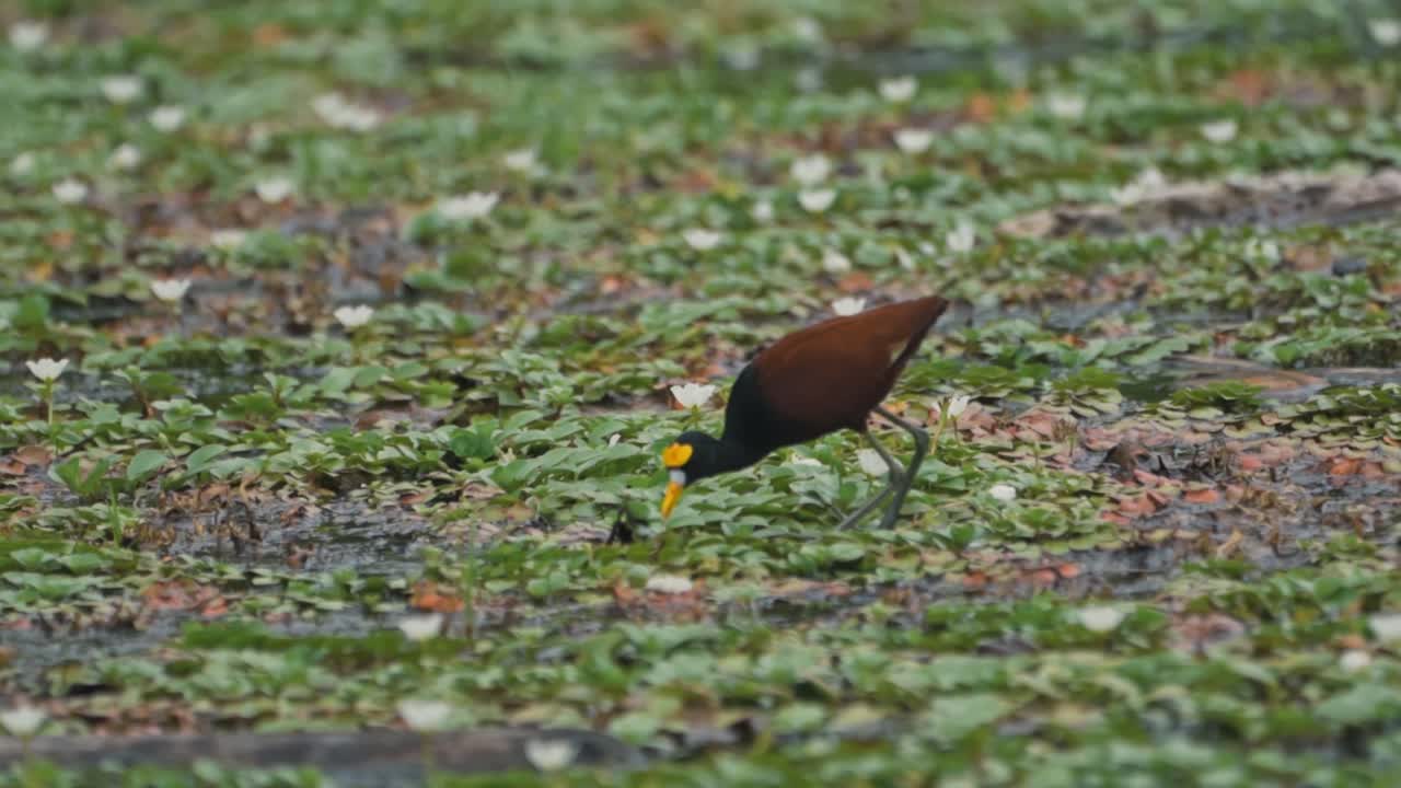 A captivating video of a wild Northern Jacana (Jesus Christ Bird) walking and foraging across a lush mat of lily pads and vegetation in a wetland in Cahuita, Costa Rica