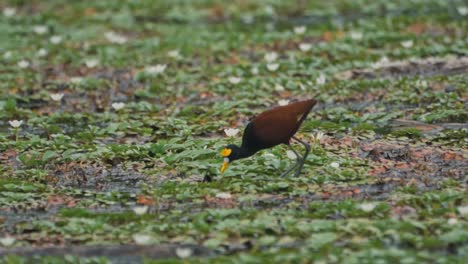 a captivating video of a wild northern jacana (jesus christ bird) walking and foraging across a lush mat of lily pads and vegetation in a wetland in cahuita, costa rica
