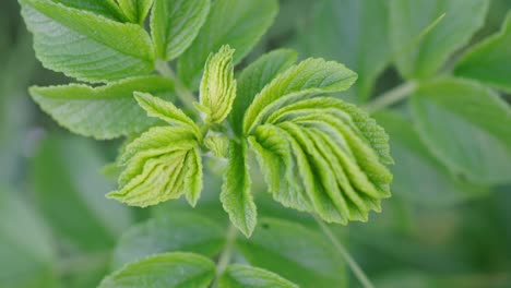 planta perenne con hojas frescas y florecientes. mano