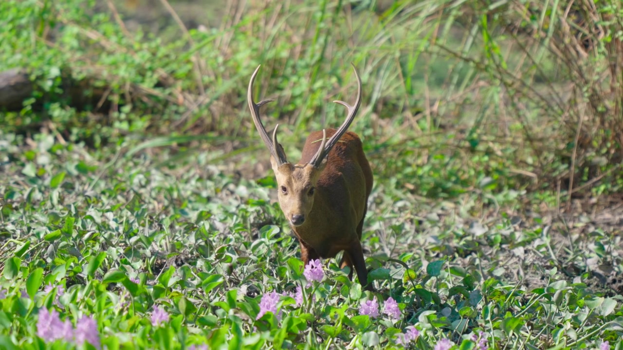 Un maestoso cervo selvatico con palchi pascola pacificamente tra foglie verdi vibranti e delicati fiori viola in un habitat naturale.