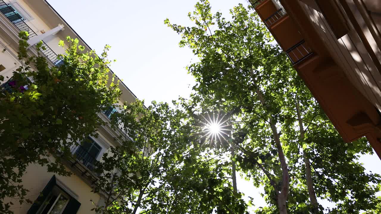 나폴리 시내의 나무들을 통해 빛이 필터링됩니다.