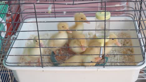 cute yellow ducklings in a cage