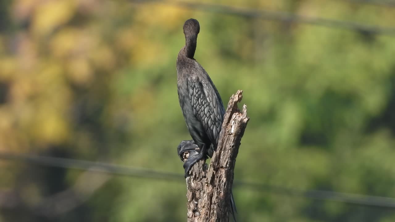 cormorán en árbol - relajante -esperando -comida