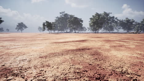 desert trees in plains of africa under clear sky and dry floor