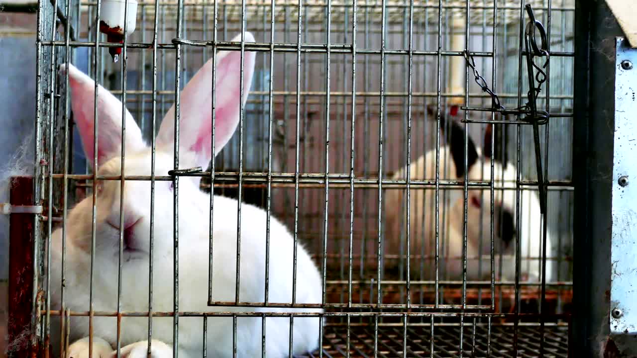 hermosos conejos en una granja en jaulas