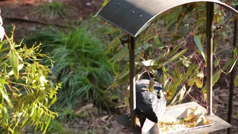 cockatoo eating at a bird feeder in melbourne