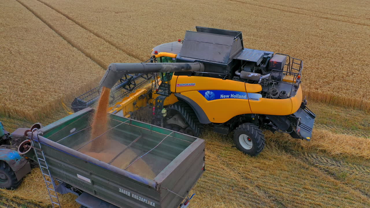 Combine unloading wheat into grain truck. Harvester machine harvesting wheat crop in countryside field