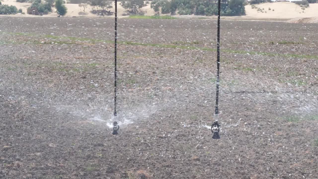 agua rociada desde el cabezal oscilante conectado al sistema de riego de pivote central
