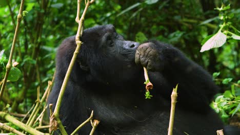 las moscas vuelan alrededor del gorila en la selva tropical de áfrica