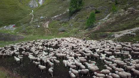 Large-Sheep-flock-grazing-on-the-edge-of-Fedaia-Dam-lake-in-the-Dolomite-mountain-area-of-northern-Italy,-Aerial-drone-orbit-reveal-shot