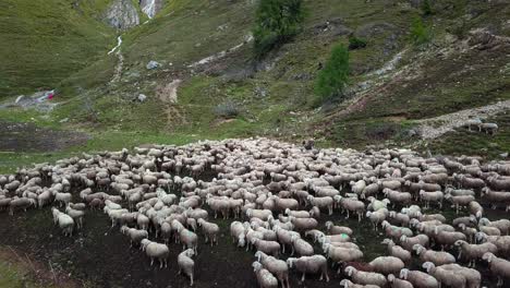 large sheep flock grazing on the edge of fedaia dam lake in the dolomite mountain area of northern italy, aerial drone orbit reveal shot