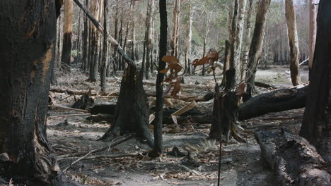 static shot of burnt tree stumps in australian bush after a bushfire