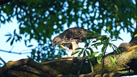 changeable hawk-eagle with a prey feeding on tree. close-up shot