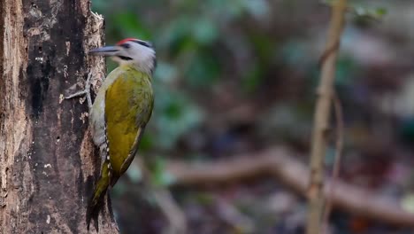 el pájaro carpintero de cabeza gris también se llama pájaro carpintero de cara gris que se encuentra en muchos parques nacionales de tailandia y es muy particular al elegir su hábitat para que prospere