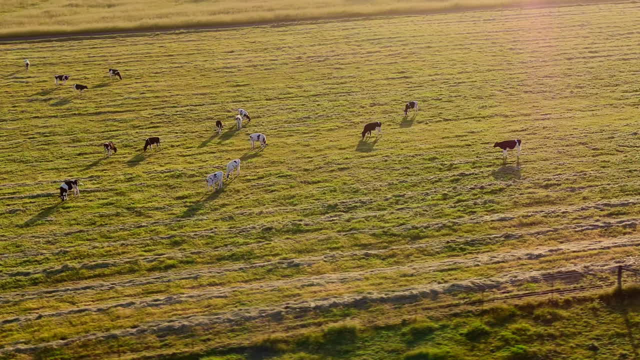 시골 밭에 서서 먹이를 먹고 있는 국내 젖소 무리