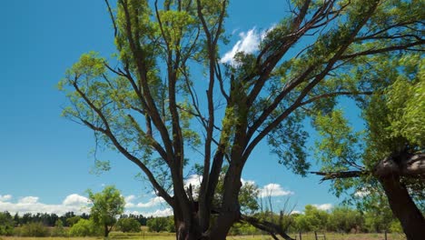 POV-tilt-up-view-of-a-big-weeping-willow-tree-on-a-sunny-day