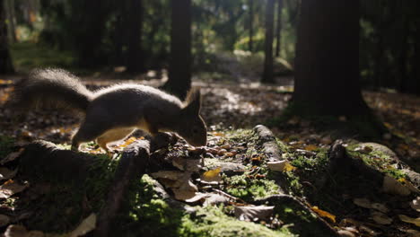 Ground-view-slomo-of-squirrel-eating-nuts-in-autumn-forest,-close-up