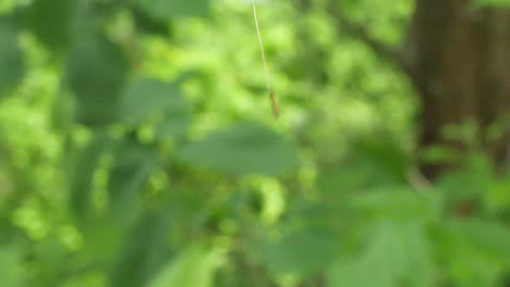 close up of a dandelion seed blowing in the wind in slow motion