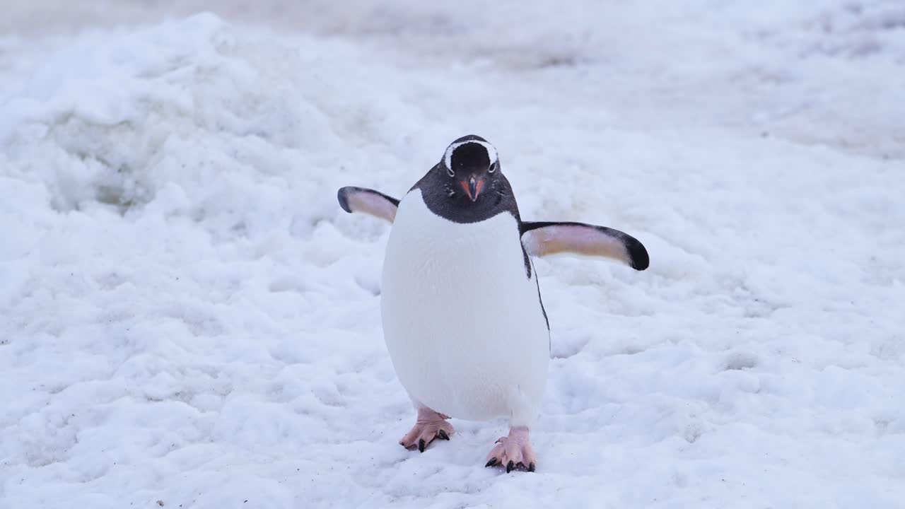 pingüino gentoo en un paisaje nevado