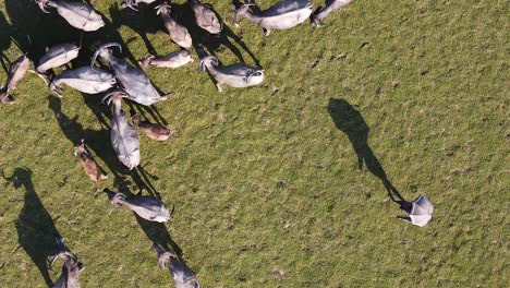 Top-down-aerial-view-of-herd-of-buffaloes-grazing-in-an-open-field,-farmer-with-an-umbrella-in-hot-sunlight