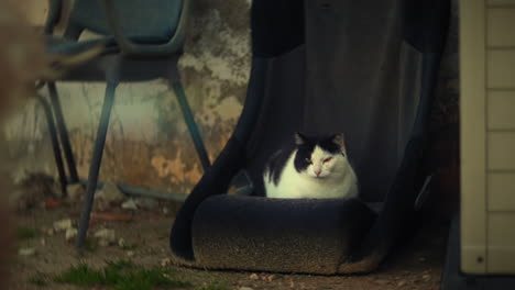 bicolor tuxedo cat resting in animal shelter