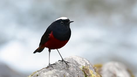 el colirrojo de cabeza blanca es conocido por su hermosa corona blanca, alas de color azul oscuro negruzco y marrón debajo de las plumas y su cola comienza con rojo