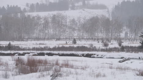 a field at the base of mountains in wyoming with lots of wildlife