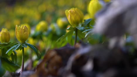 Winter-aconite-flower-coming-into-focus