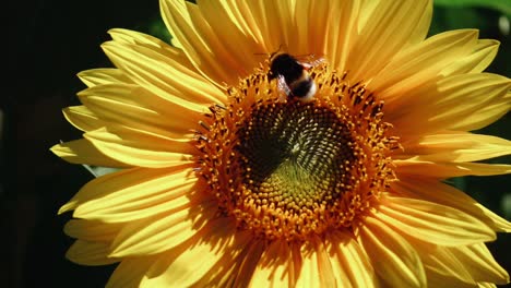 Bumble-bee-foraging-for-pollen-before-taking-flight-on-yellow-sunflower