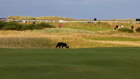 perro caminando en el campo de golf en st. andrews