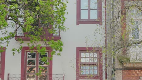 close-up of a verdant city wall with windows