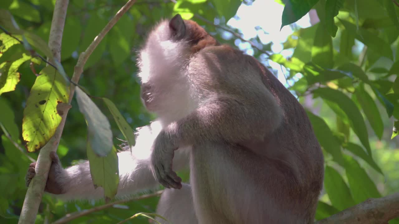 Long-tailed Macaque (Crab-eating Macaque or Macaca fascicularis) looking around sit on tree branches yawning in tropical rainforest, Gunung Lambak, Malaysia.