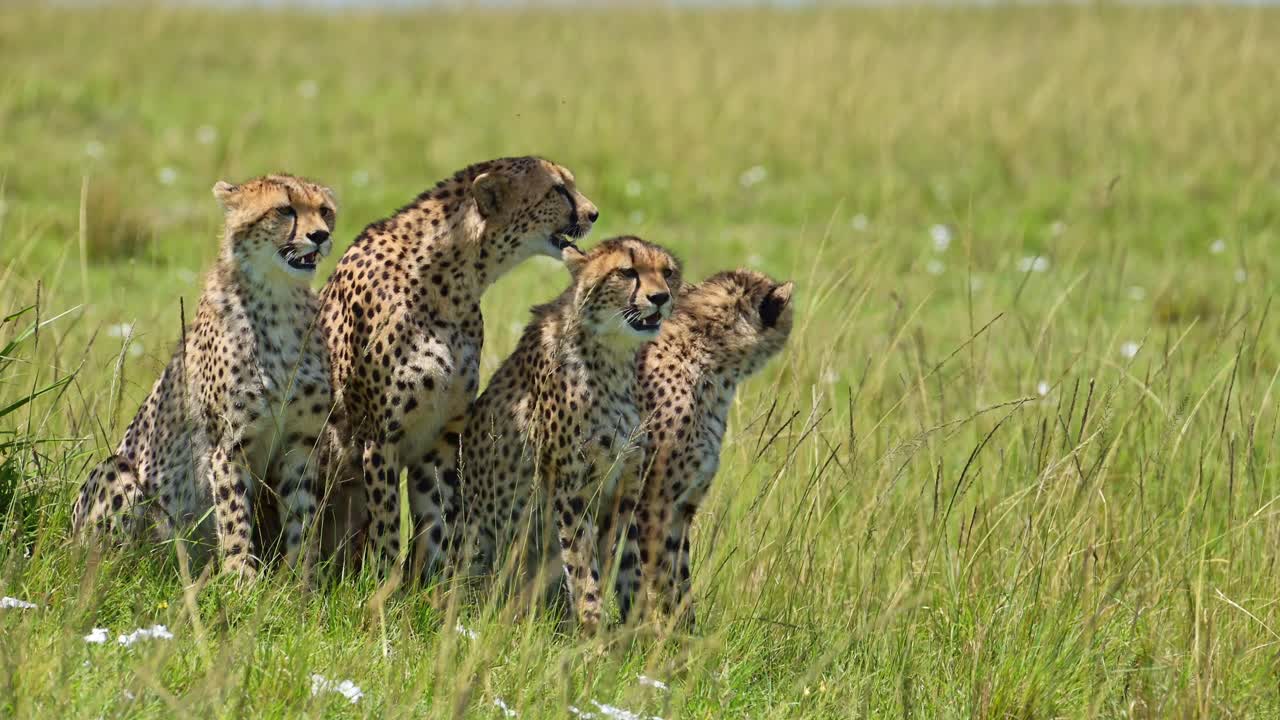 아프리카 의 치타 가족, 케냐 의 마사이 마라 에 있는 어머니 와 귀여운 어린 새끼 새끼 들, 긴 초록 잔디 에 앉아 휴식을 취하고 있다. 케냐 의 마사이 마라 에 있는 아프리카 야생 사파리 동물 들