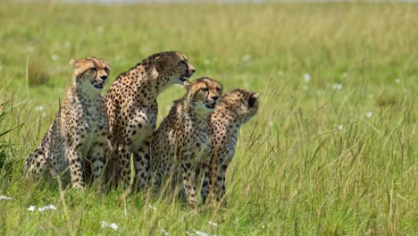 Familia-De-Guepardos-En-áfrica,-Madre-Y-Lindos-Cachorros-En-Masai-Mara,-Kenia,-Sentados-Descansando-En-Un-Largo-Paisaje-De-Llanuras-De-Sabana-De-Hierba-Verde,-Animales-Africanos-De-Safari-De-Vida-Silvestre-En-Masai-Mara,-Kenia