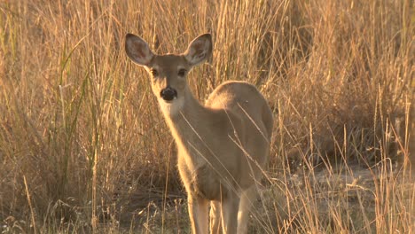 whitetailed deer (odocoileus virginianus) female in weeds looking at camera two does in field national bison range montana 2015