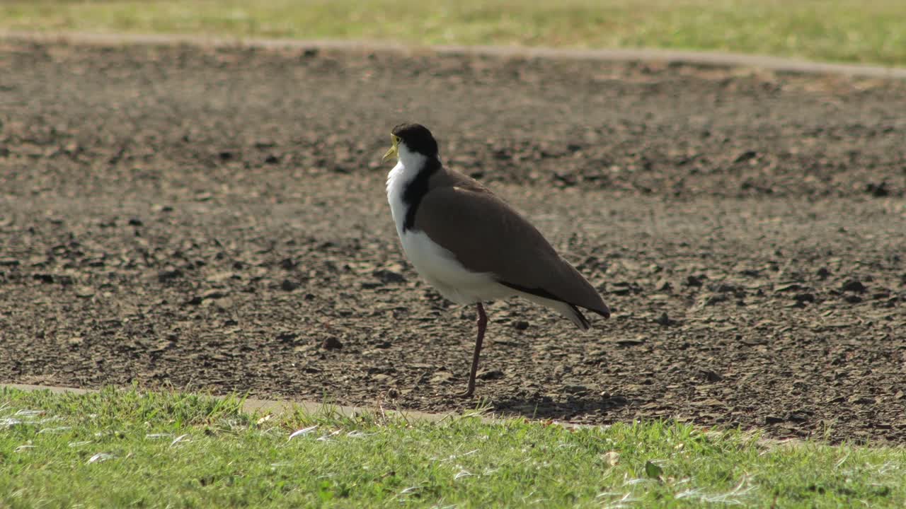 한 다리에 서서 자신을 청소하는 마스크로 된 lapwing plover 새