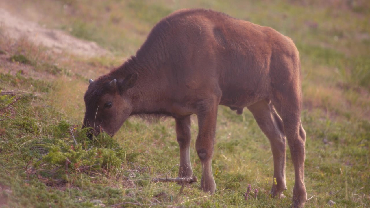 Young buffalo feeding on grass