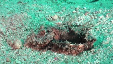 pez aguijón del diablo arrastrándose sobre la arena en el océano tropical