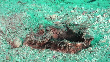 devil stinger fish crawling over sand in tropical ocean