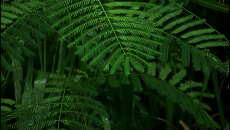 close-up of wet leaves in a tropical environment