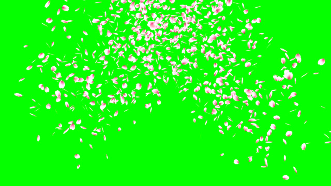 분홍색 체리 꽃잎 폭발