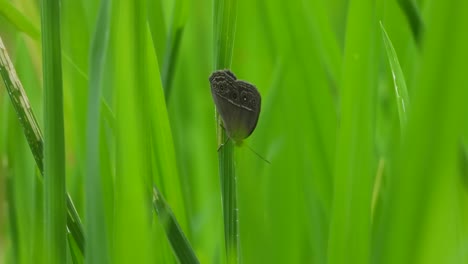 butterfly in green rice grass - eyes