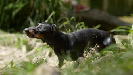 primer plano de un perro dachshund en miniatura mojado sacudiéndose en la naturaleza