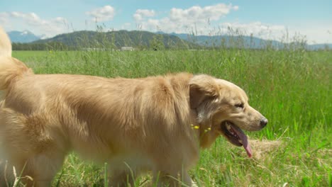 golden retriever dog walking on a field of grass, sun glaring on its fur